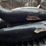 Perdagangkan Lumba-Lumba Moncong Panjang, Nelayan Tulungagung Dibui