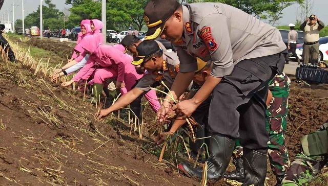 Perkuat Tanggul Sungai Brantas Porong, TNI-Polri Tanam Rumput Vetiver