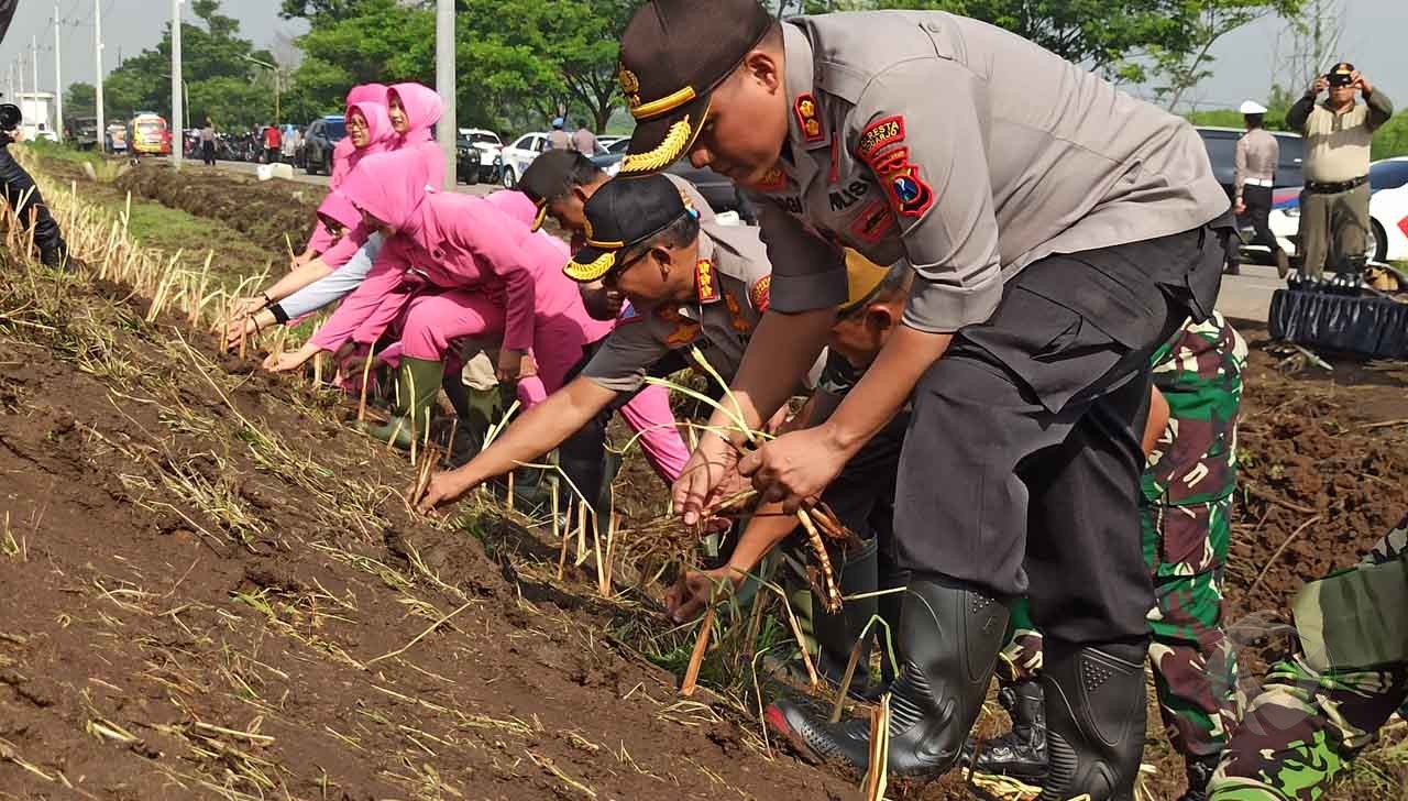 Perkuat Tanggul Sungai Brantas Porong, TNI-Polri Tanam Rumput Vetiver
