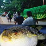 Keracunan Makan Ikan Buntal, Sekeluarga di Banyuwangi Tewas