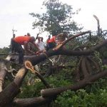 Pohon Bertumbangan di Pasuruan, Hambat Sejumlah Perjalanan KA