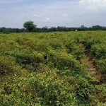 Curah Hujan Tinggi, Petani Cabai di Blitar Terancam Bangkrut