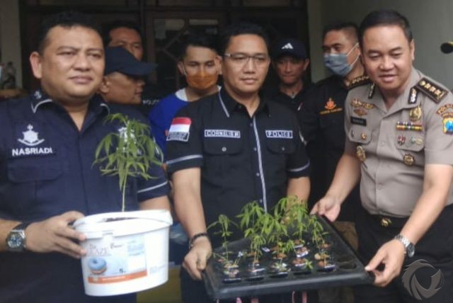 Budidaya Tanaman Ganja, Warga Surabaya Ditangkap
