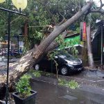 Pohon Tumbang di Kawasan Perkotaan Tulungagung, Timpa Mobil dan Teras Ruko