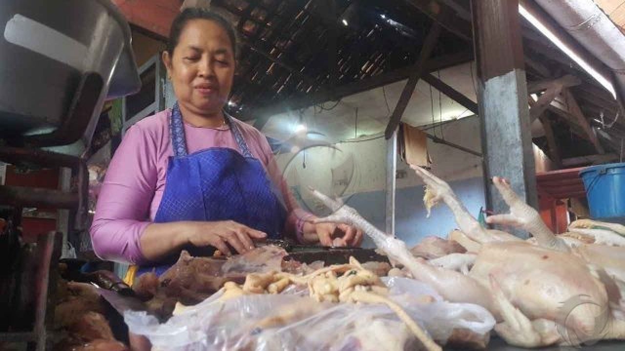 Harga Daging Ayam Di Situbondo Anjlok Jadi Rp 16 Ribu Kilogram Faktualnews Co