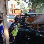 Pasar Hewan di Situbondo Disemprot Disinfektan, Bupati : Kalau Tak Patuh Saya Tutup!  