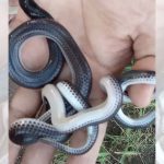 Teror Ular Kobra di Lapangan Voli dan Sekolahan Gemparkan Warga Kota Pasuruan
