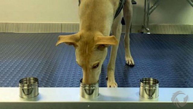 Hasil Riset, Anjing Mampu Deteksi Infeksi Covid-19