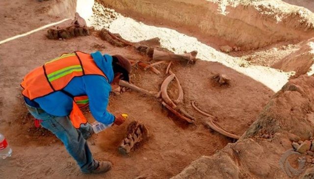 Peneliti Temukan ‘Kuburan’ 60 Mamut di Meksiko