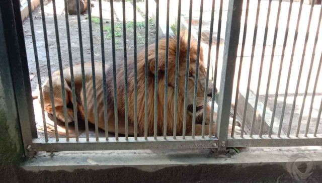 Kurus, DLH Kota Probolinggo Nyatakan Singa Sera Sehat