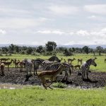 Inovasi Wisata di Masa Pandemi, Kenya Tawarkan Safari Virtual