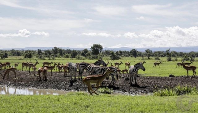 Inovasi Wisata di Masa Pandemi, Kenya Tawarkan Safari Virtual