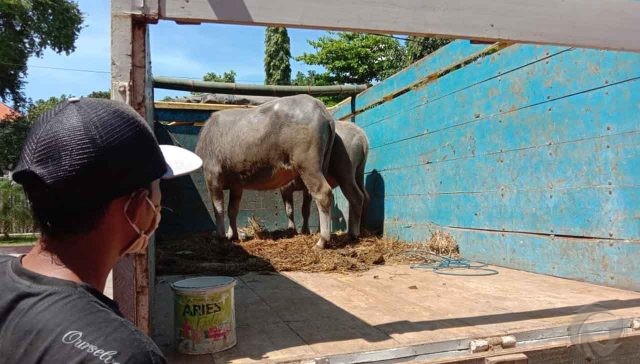 Bermodus Beli Kerbau Online, Komplotan Rampok di Kota Probolinggo Incar Truk