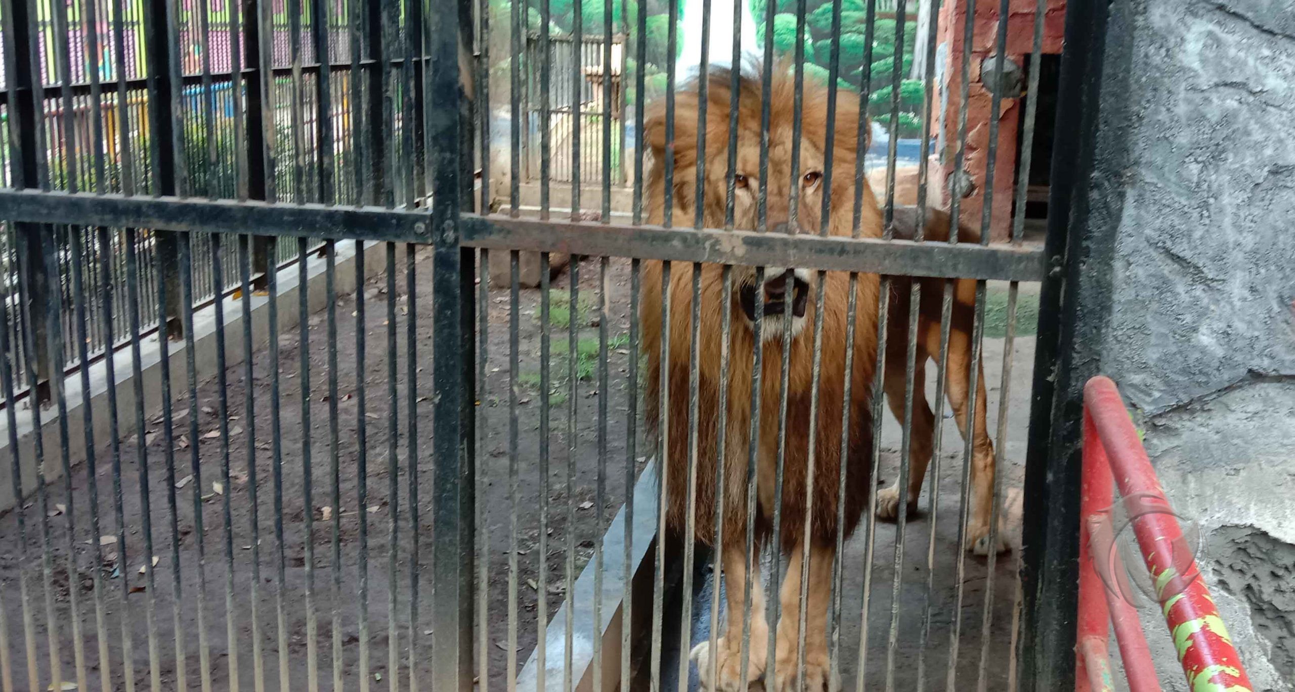 Jatah Makan Binatang Tak Dikurangi, Tapi Singa di TWSL Kota Probolinggo Kurus