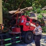 Truk Kontainer Tertimpa Pohon Tumbang, Jalur Pantura Situbondo Macet