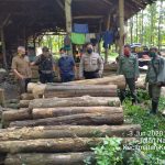 Curi Kayu Jati Perhutani, Warga Blitar Diciduk Polisi