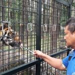 Taman Safari Prigen Pasuruan Kembali Dibuka untuk Umum, Ini Syaratnya