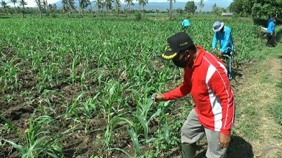 Puluhan Hektare Tanaman Jagung di Situbondo Diserbu Ulat Tentara