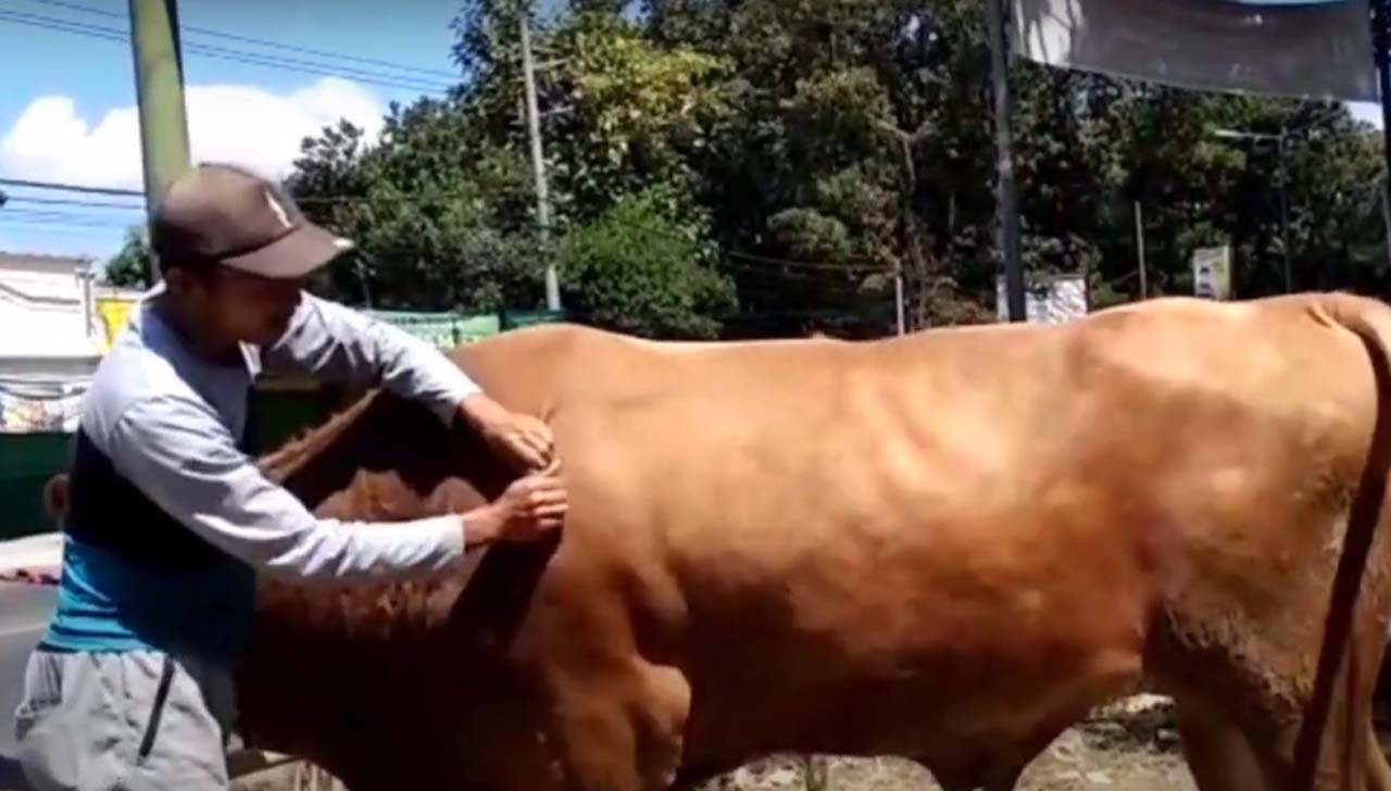 Video: Teknik Memijat Hewan Kurban Biar Tidak Stres