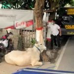 Mengamuk di Jalan Raya Kota Blitar, Polisi Terpaksa Tembak Sapi Kurban