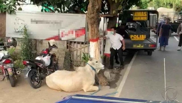 Mengamuk di Jalan Raya Kota Blitar, Polisi Terpaksa Tembak Sapi Kurban