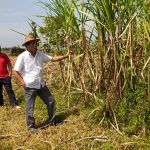 Desakan APTR Disetujui, Pemerintah Wajibkan Importir Beli Semua Gula Petani