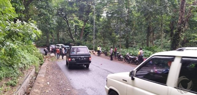 Pohon Tumbang di Jalur Gumitir Jember Akibatkan Satu Pemotor Terluka