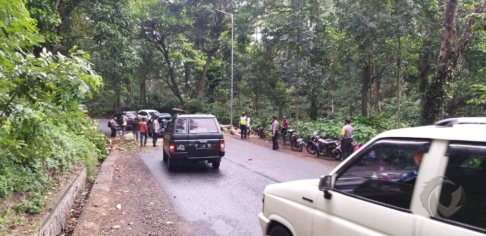 Pohon Tumbang di Jalur Gumitir Jember Akibatkan Satu Pemotor Terluka