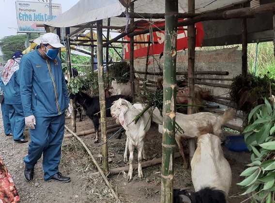 Pemeriksaan Hewan Kurban di Mojokerto, Petugas Temukan Kambing Berpenyakit Menular
