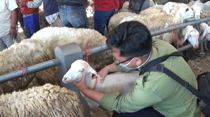 Sidak Pasar Hewan Situbondo, Petugas Peternakan Temukan Kambing dan Sapi Berpenyakit