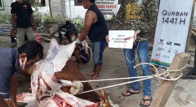 Gubenur DKI Anies Baswedan Sumbang Sapi Kurban ke PP Tebuireng Jombang