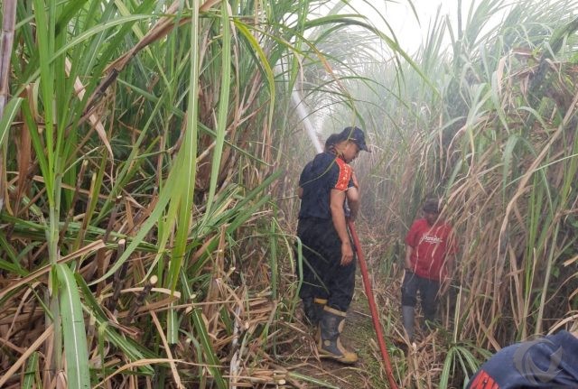 Tanaman Tebu Milik Petani Situbondo Terbakar, Dua Hektare Ludes