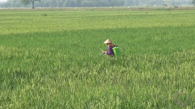 Puluhan Hektare Tanaman Padi Siap Panen di Jombang Diserang Wereng