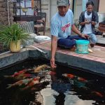 Dulunya Rawa Disulap Jadi Kolam, Kini Jadi Kampung Ikan Koi di Kota Probolinggo