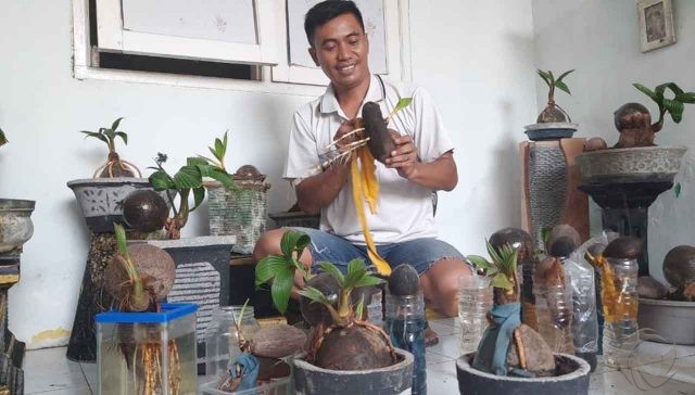 Kreatif, Anggota Polri di Lamongan Sukses Produksi Bonsai Kelapa