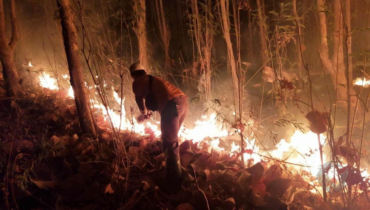 Kebakaran hutan di situbondo