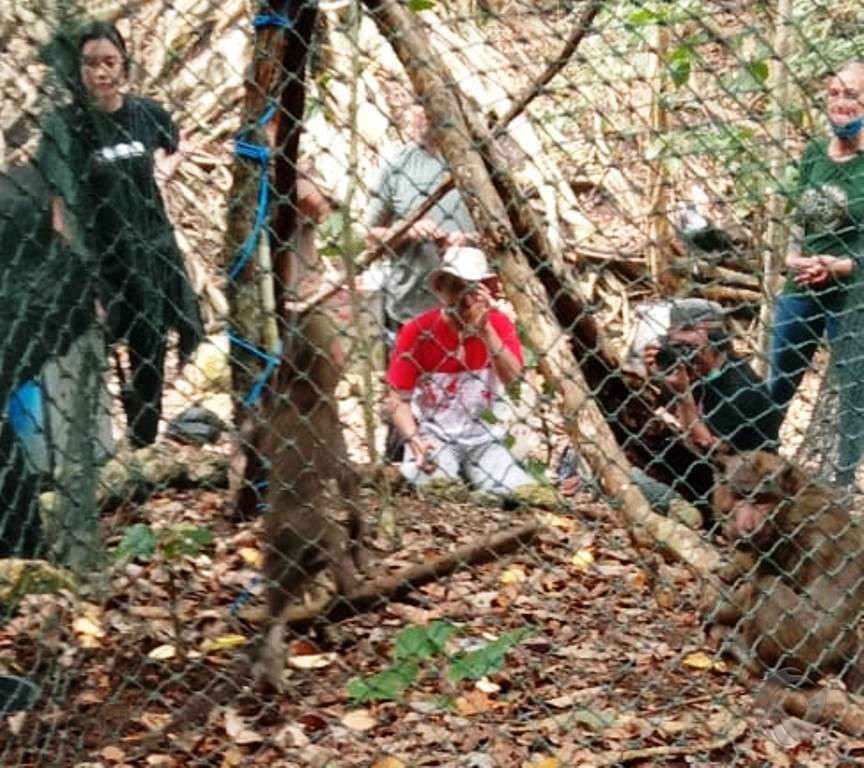 40 Ekor Monyet Ekor Panjang Dilepasliarkan di Pulau Nusabarong Jember