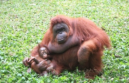 Kelahiran Bayi Orangutan Nanda Perkaya Koleksi di TSP
