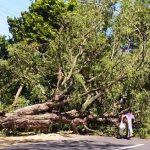 Pohon Asam Tumbang di Situbondo, Arus Lalin Situbondo-Bondowoso Macet