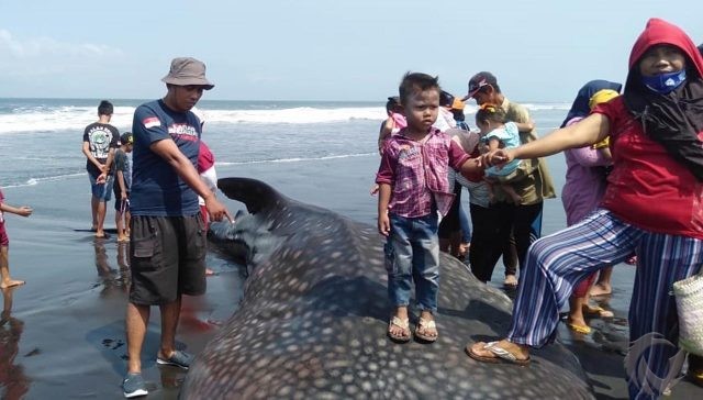 Hiu Tutul Terdampar di Pantai Paseban Jember, Pertanda Nelayan Bakal Panen Tangkapan
