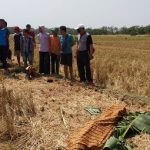 Tersabet Mesin Pemotong Rumput Milik Sendiri, Petani di Ngawi Tewas