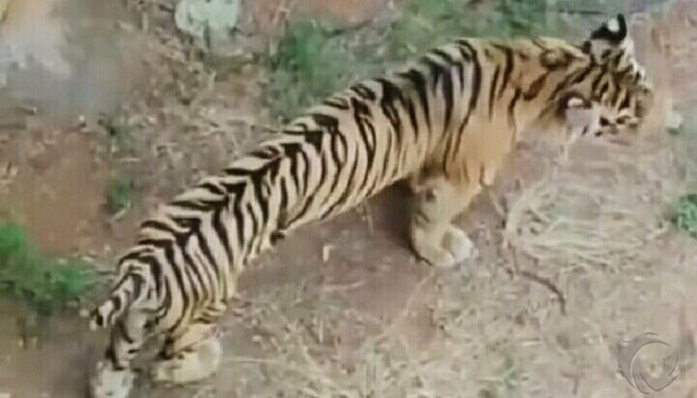 Harimau Kerempeng di Mazola Diklaim Karena Faktor Usia