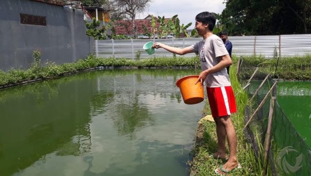 Enam Bulan Pandemi, Harga Ikan Gurami di Tulungagung Kian Anjlok