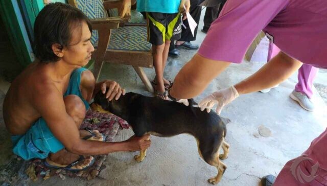 Ratusan Anjing dan Kucing di Jember Disuntik Vaksin, Antisipasi Rabies