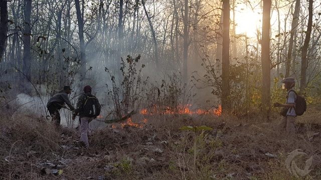 Hutan Jati 5,5 Hektare di Taman Nasional Baluran Situbondo Terbakar