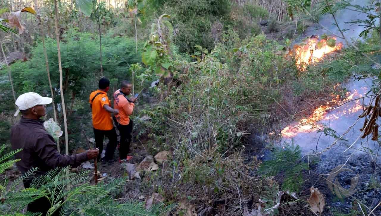 Lagi, Dua Kawasan Hutan Jati di Situbondo Terbakar