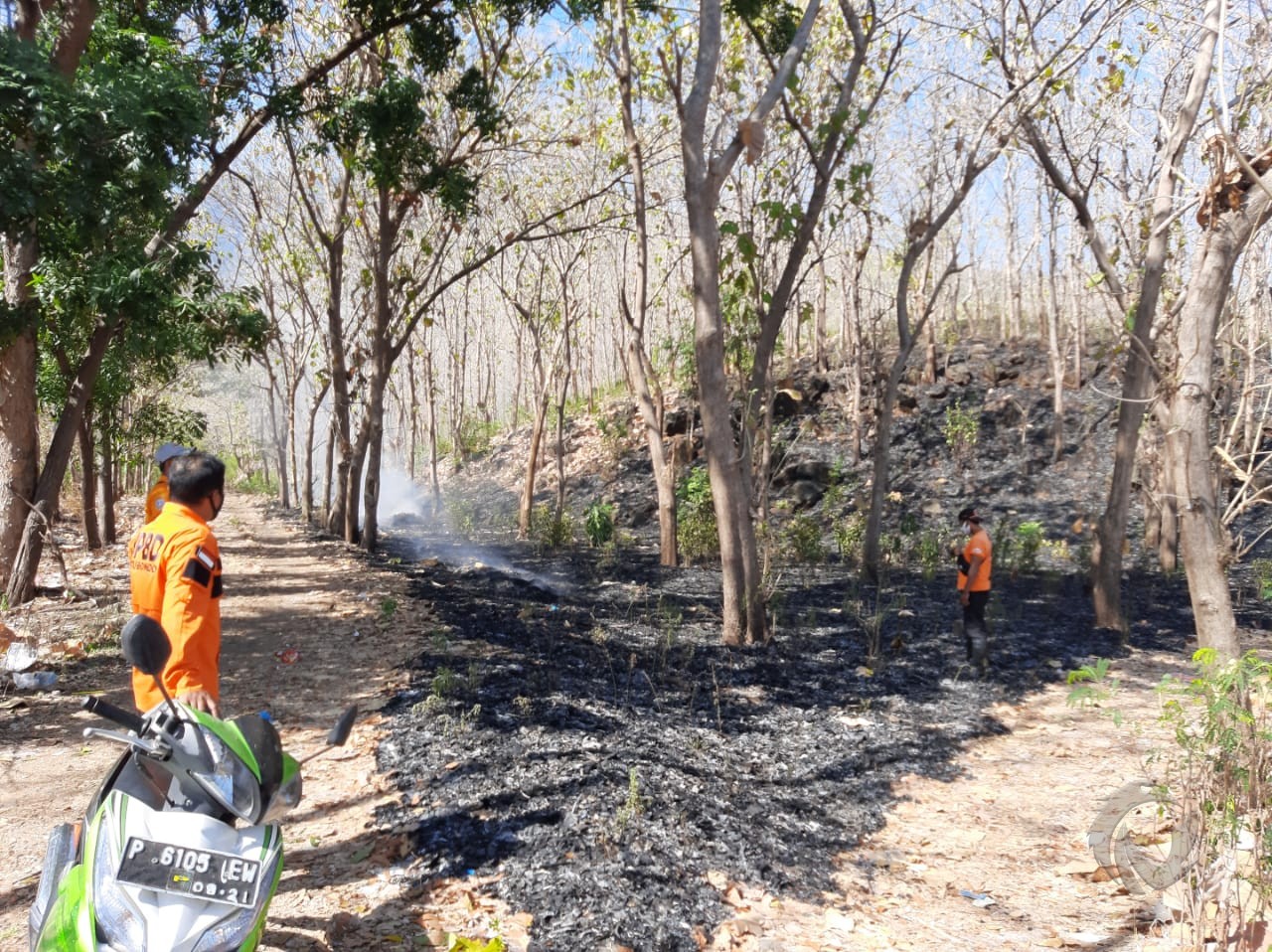 Hutan Jati Pasir Putih Situbondo Kembali Terbakar, 1 Hektare Ludes