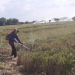 Petani di Mojokerto Keluhkan Kelangkaan Pupuk Subsidi