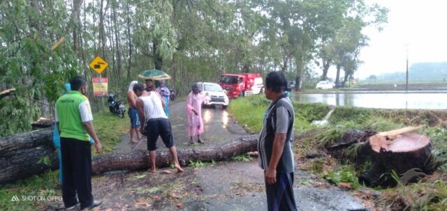 Hujan Deras Disertai Angin Tumbangkan Pohon Besar di Jalan Doko Blitar