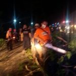 Pohon Tumbang, Jalur Pantura Situbondo Sempat Macet Total